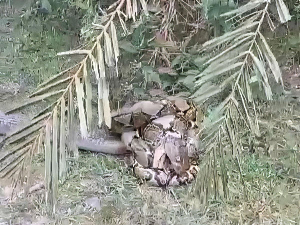 Viral Video Pertarungan Ular King Kobra Raksasa VS Ular Piton di Kebun Sawit, Siapa yang Menang?