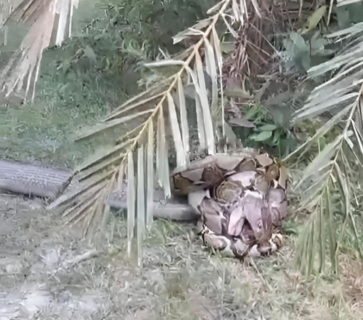 Viral Video Pertarungan Ular King Kobra Raksasa VS Ular Piton di Kebun Sawit, Siapa yang Menang?