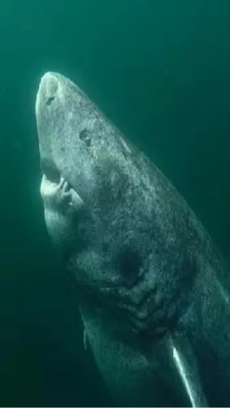 Hundred-Year-Old Ancient Shark Accidentally Discovered in Caribbean