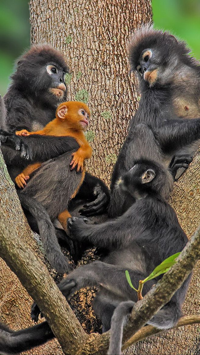 Menyambut Kelahiran Bayi Langur Langka Warna Emas, Mirip Kera Sakti