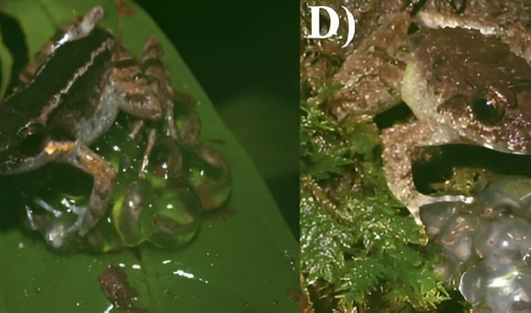 Spesies yang baru dideskripsikan, bernama Limnonectes phyllofolia, hidup di Sulawesi, sebuah pulau pegunungan terjal yang merupakan bagian dari Indonesia.