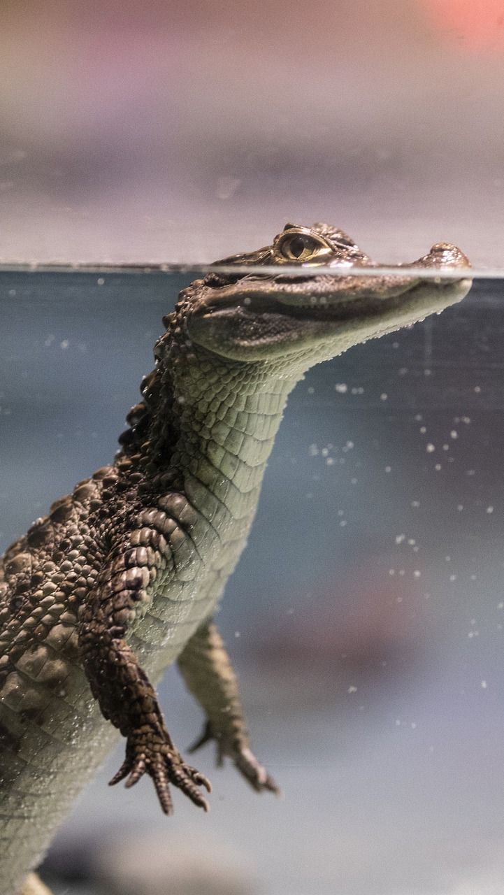 Ilmuwan Temukan Reptil Purba Mirip Buaya di India, Bentuknya Menyeramkan