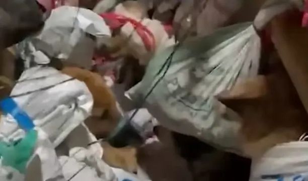 Penyeludupan Anjing