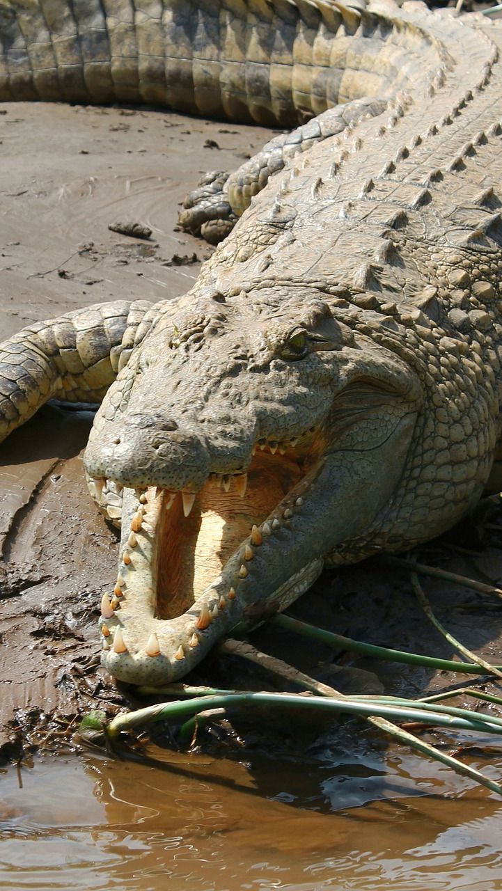 Bocah 9 Tahun Kritis Setelah Diserang Buaya di Taman Nasional Kakadu