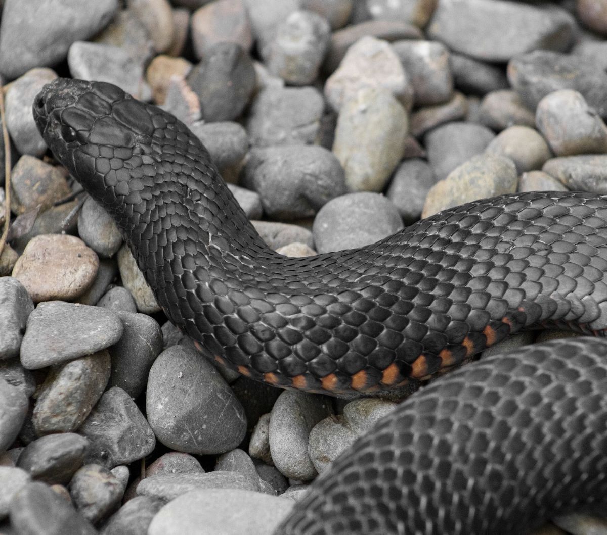 Arti Mimpi Ular Hitam yang Mengagetkan, Pertanda Cemas dan Arti Mimpi Ular Hitam yang Mengagetkan, Pertanda Cemas dan