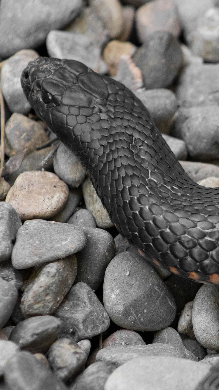 Arti Mimpi Ular Hitam yang Mengagetkan, Pertanda Cemas dan Arti Mimpi Ular Hitam yang Mengagetkan, Pertanda Cemas dan