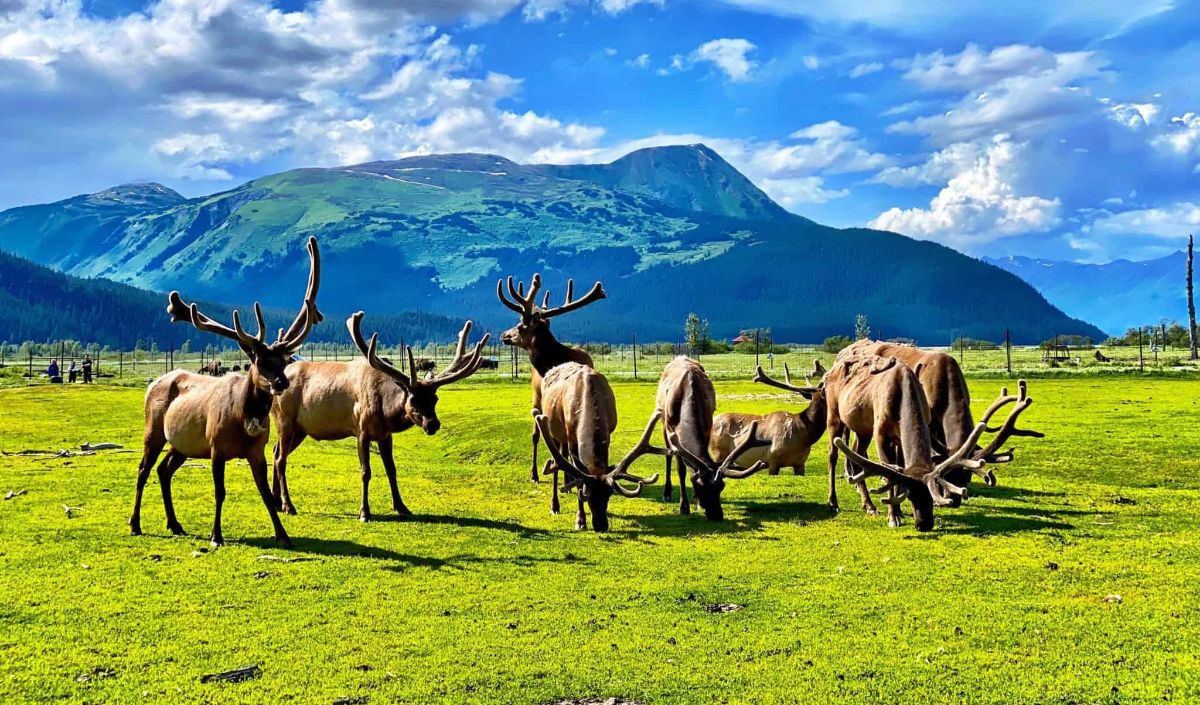 Namun, ada banyak tempat menarik di Alaska yang tidak berhantu.