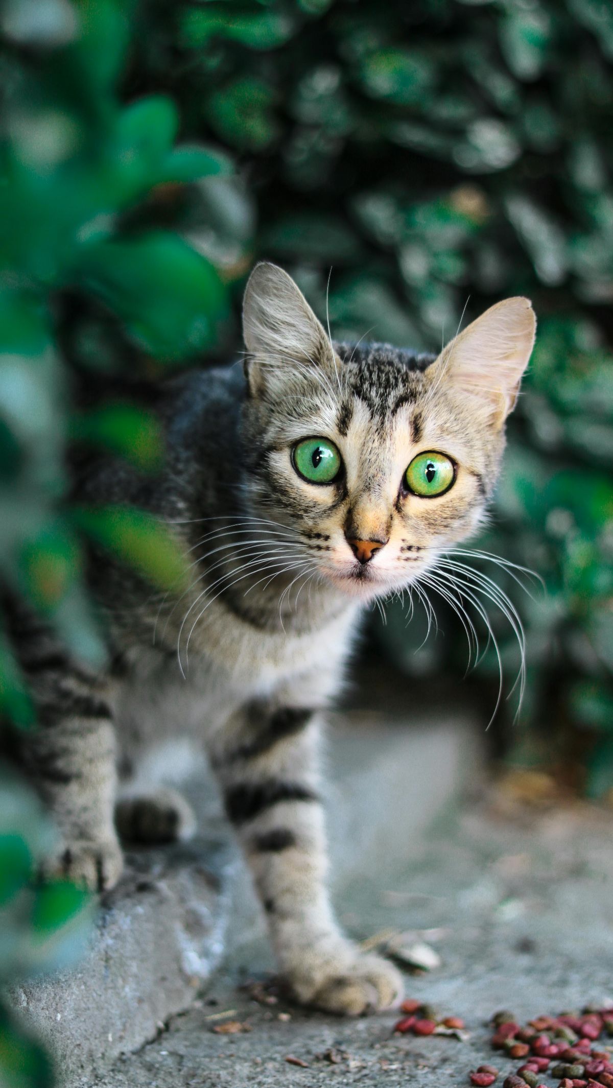 Hukum Menabrak Kucing dalam Islam dan Mitos yang Berkaitan dengan Kehamilan