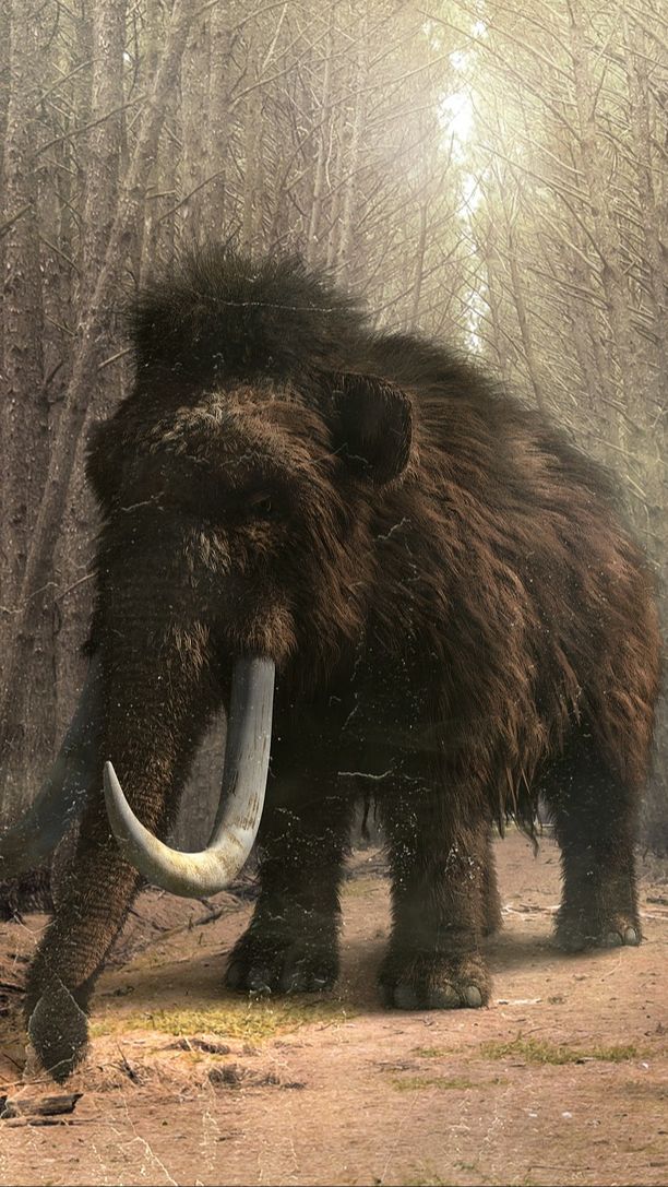 Ilmuwan Ungkap Mammoth Lakukan Perjalanan 965 Km Lintasi Amerika Utara