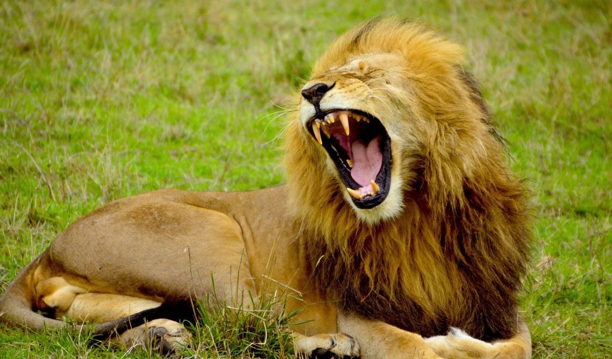 World Wildlife Fund katakan: