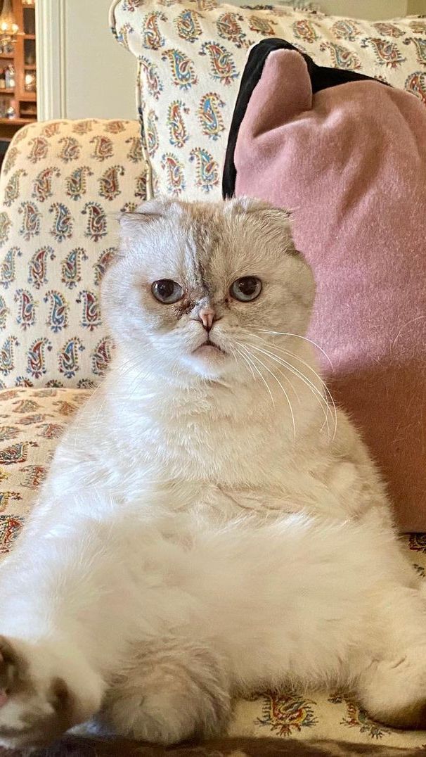 Lebih Tajir dari Sang Kekasih, Kucing Taylor Swift Punya Kekayaan Rp1,5 Triliun
