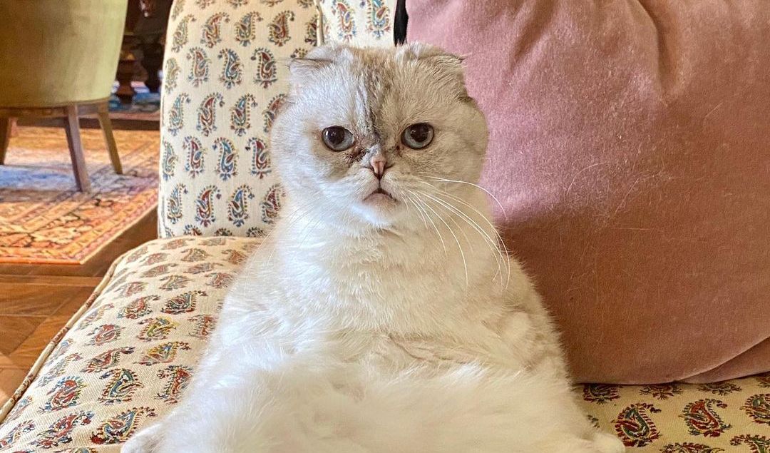 Sumber Kekayaan Kucing Taylor Swift