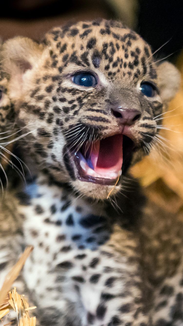 Deretan Fakta Menarik tentang Bayi Leopard, Ternyata Semua Terlahir Bermata Biru