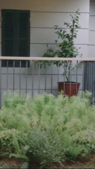 Dibagian depan rumah juga terdapat beberapa tanaman yang membuat rumah bergaya farmhouse tersebut terlihat semakin adem