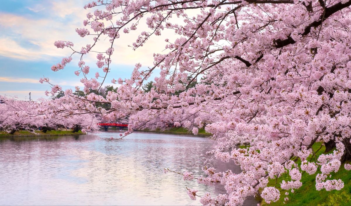 Bunga Sakura