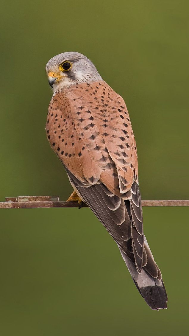 Fakta Unik tentang Kestrel, Predator Kecil dengan Warna Cantik