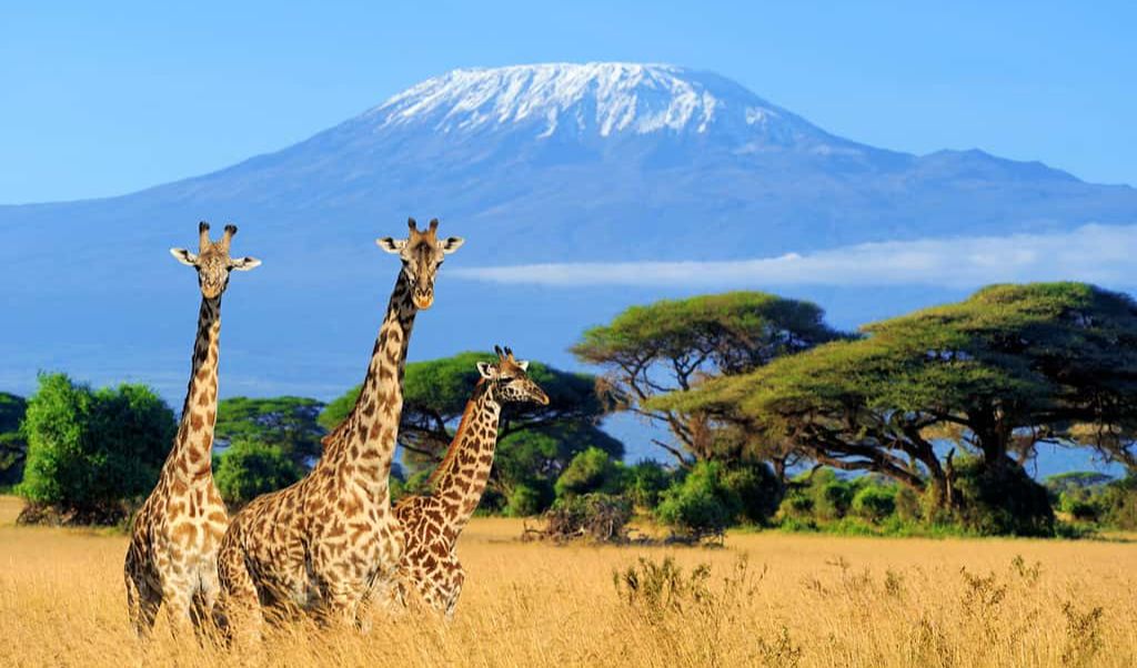 6. Kenya