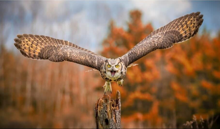 Burung Hantu Bertanduk Besar