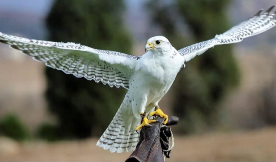 Gyrfalcon