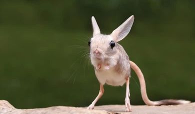8.Jerboa (3 tahun)