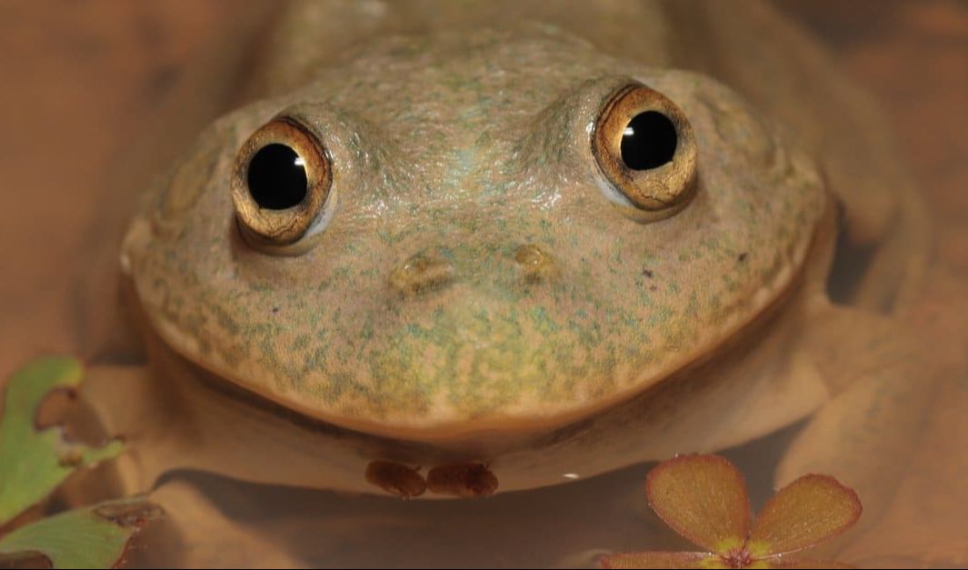7.Katak Penampung Air (5 tahun)