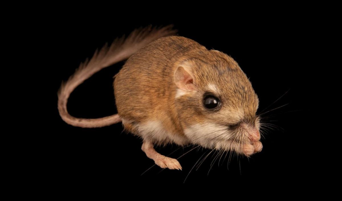 6.Kanguru Tikus (5 tahun)