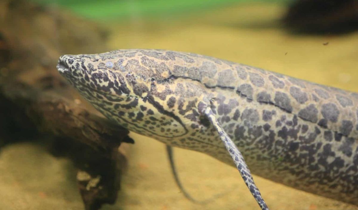 5.Lungfish Afrika Barat (5 tahun)