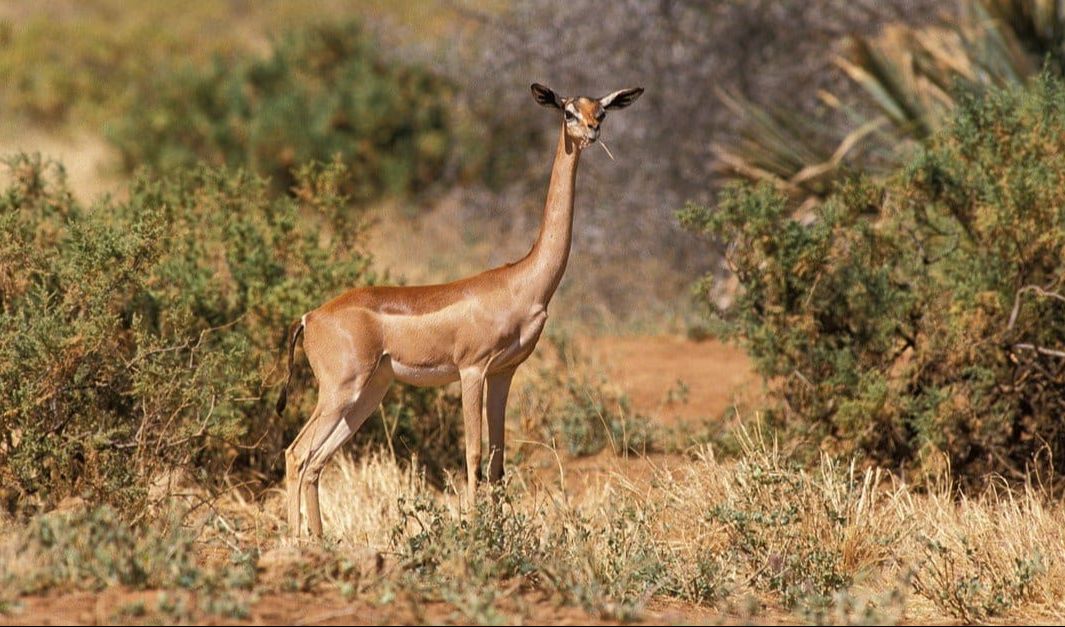 4. Gerenuk (8 tahun)