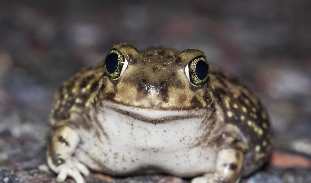 3. Katak Spadefoot Sofa (10 tahun)
