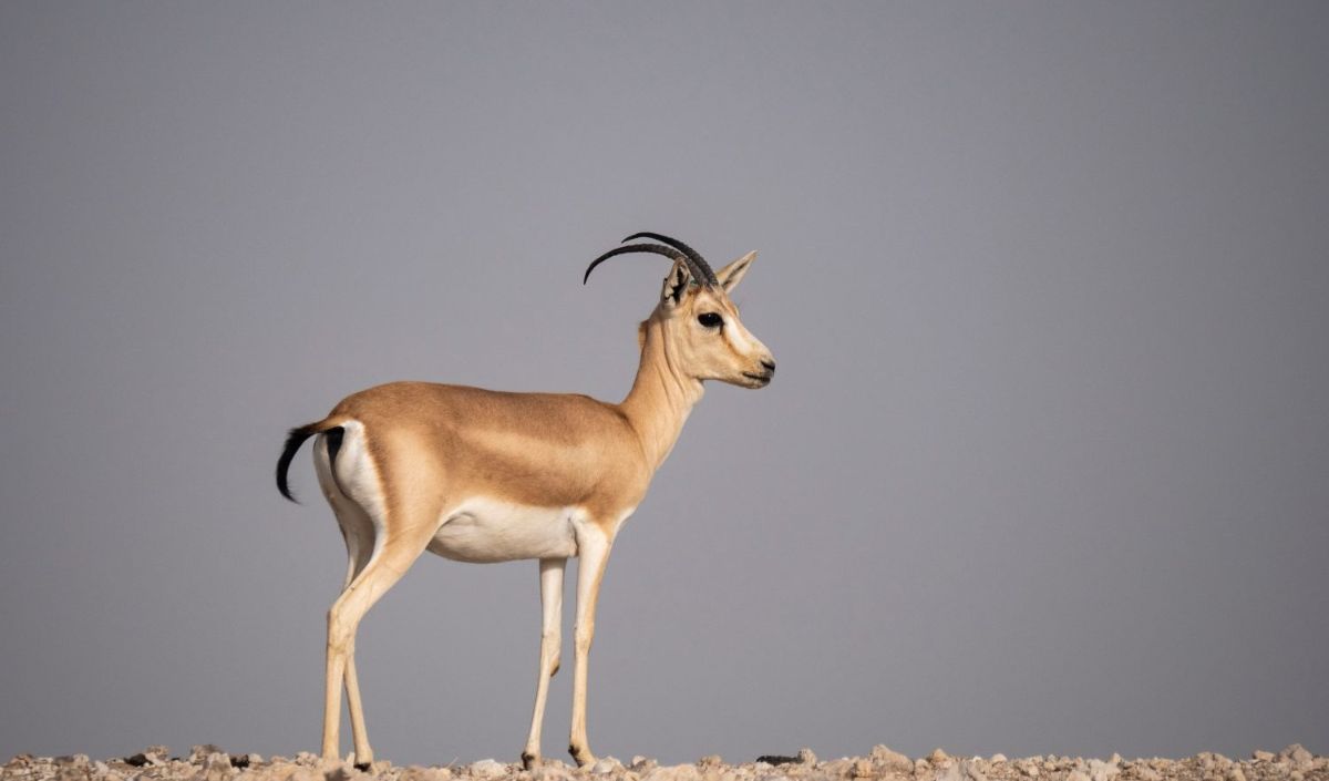 2.Gazelle Pasir Arab (14 tahun)