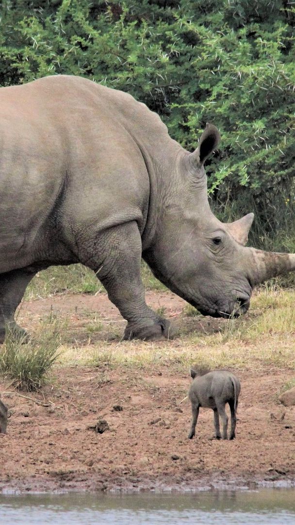 Apakah Badak Keturunan Dinosaurus Jenis Triceratops?
