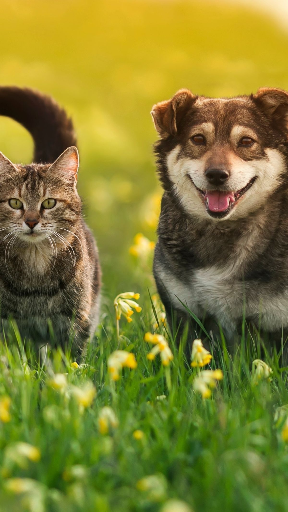 Ngambek Ditelantarkan 3 Anaknya, Ibu Wariskan Harta Rp44 Miliar untuk Kucing dan Anjing Peliharaan