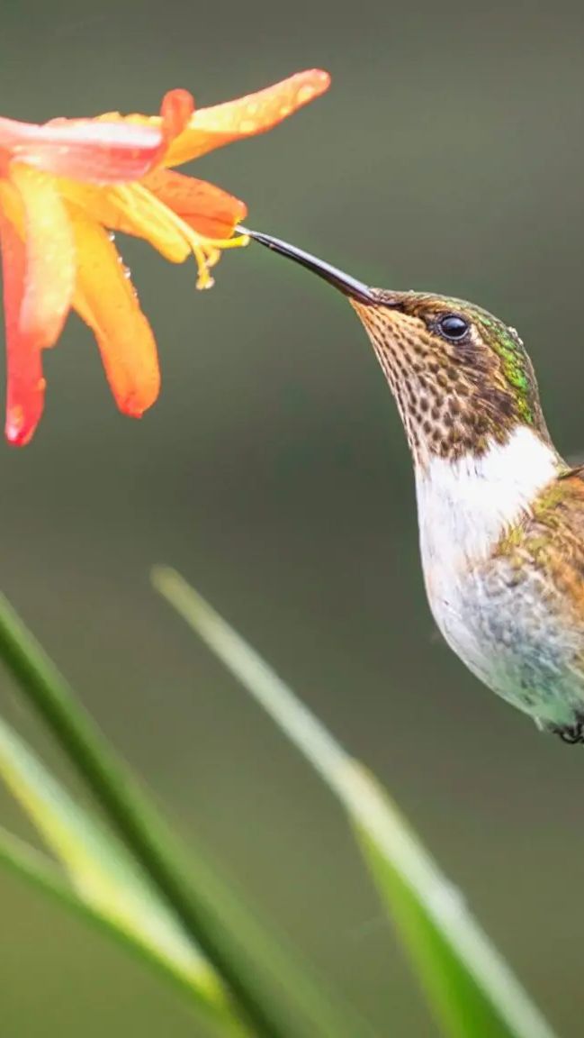 Fakta Terbaru, Burung Kolibri Ternyata Adalah Golongan Dinosaurus!