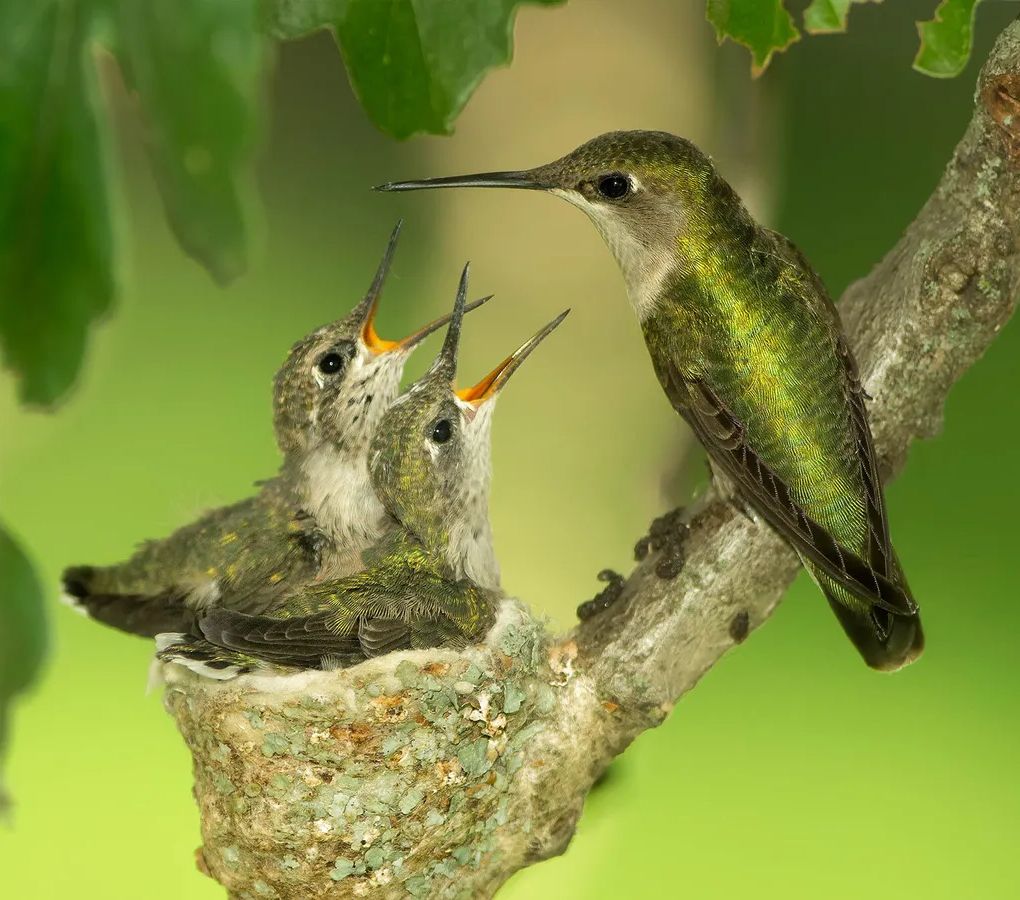 Burung kolibri dan semua burung lainnya adalah keturunan langsung dari beberapa dinosaurus. Mereka berpisah dari dinosaurus theropoda lainnya lebih dari 125 juta tahun yang lalu.