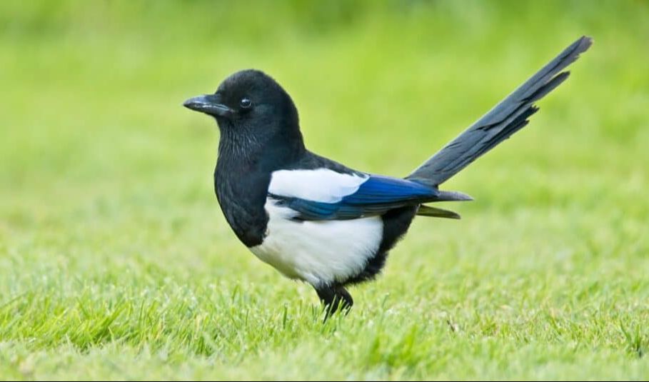 8.Magpie  Lulus Ujian