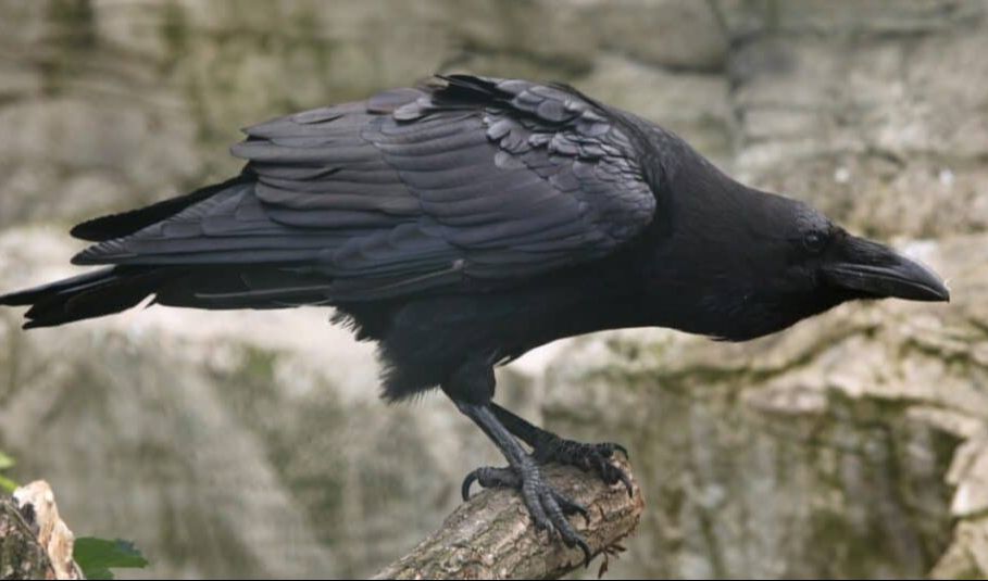 6. Gagak Raven  Cerdas untuk Bekerja Sama