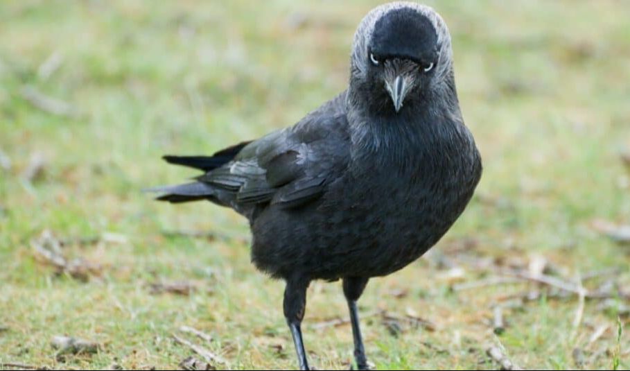 5.Jackdaw - Kekuatan Otak dalam Aksi