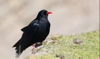 4. Chough Paruh Merah  Alat yang Tepat untuk Pekerjaan itu