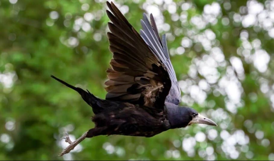 3. Rook  Pemecah Masalah
