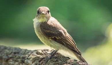 2.Burung Finch Pelatuk  Alat untuk Setiap Tugas