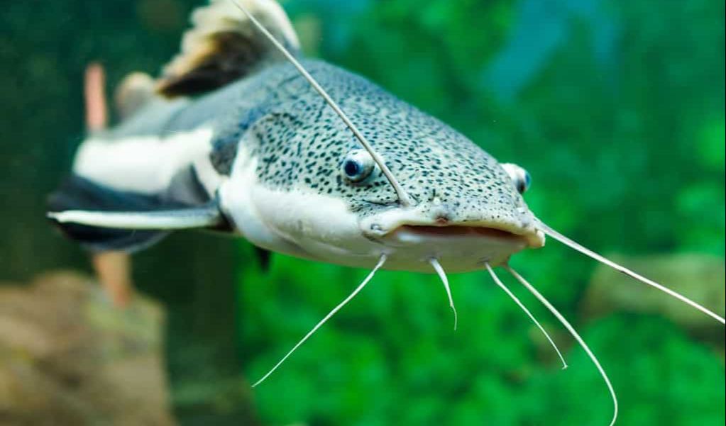 10. Ikan