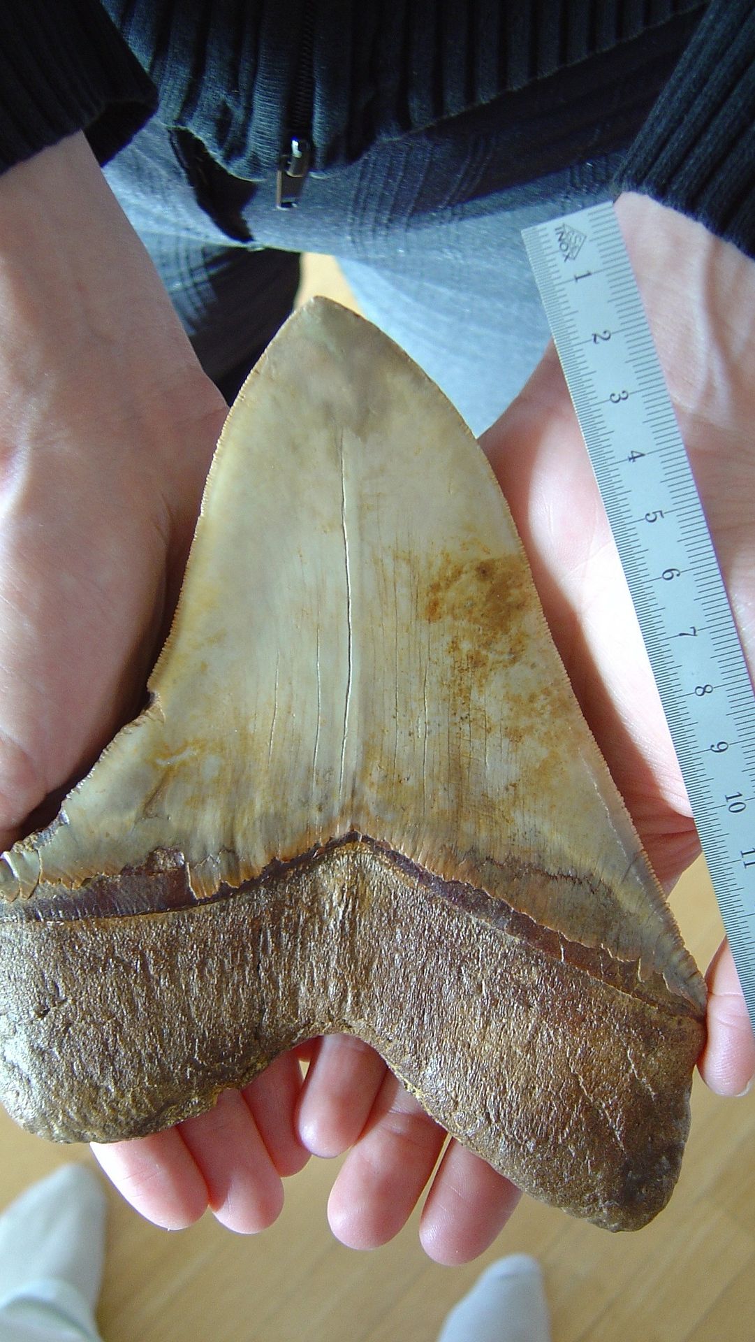 Heboh Penemuan Fosil Gigi Megalodon 10.000 Kaki di Bawah Laut