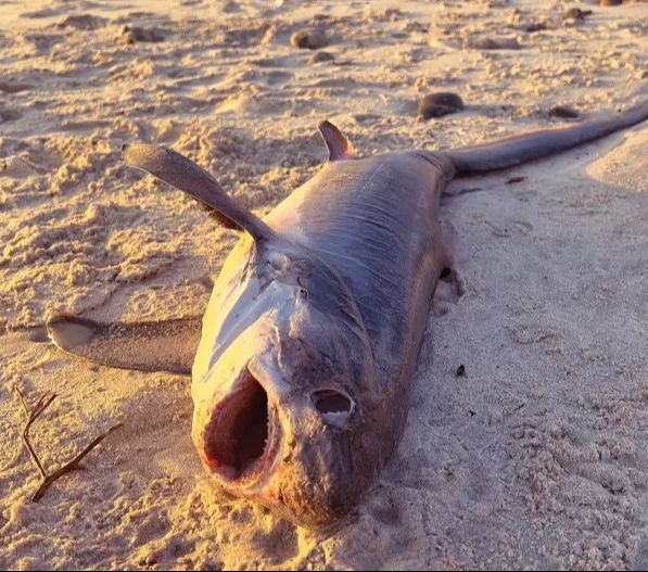 Hiu Ekor Panjang Paling Langka Di Dunia Ditemukan Terdampar Di Pantai