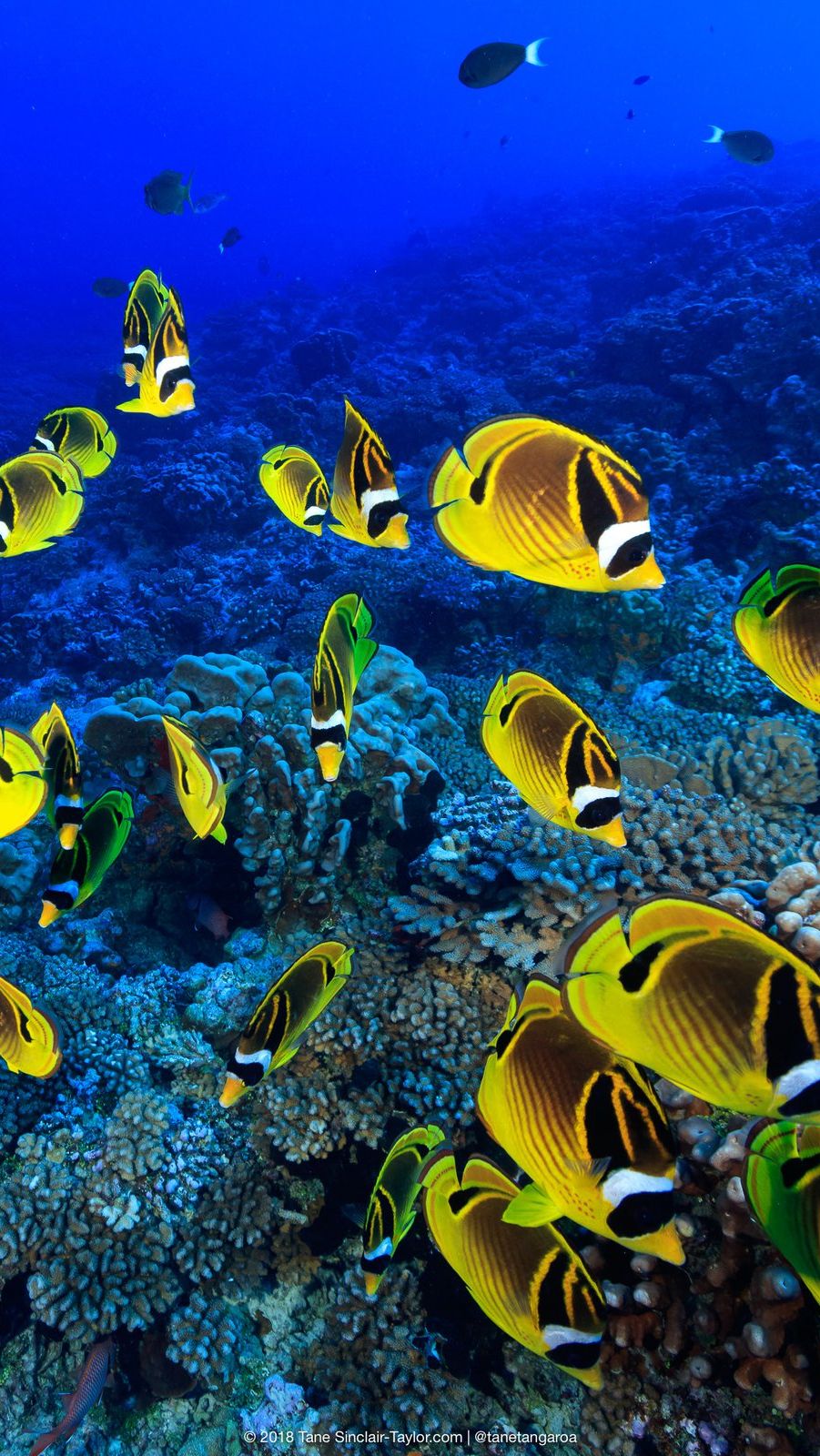 Unik, 6 Hewan Laut Ini Makan Karang Setiap Hari