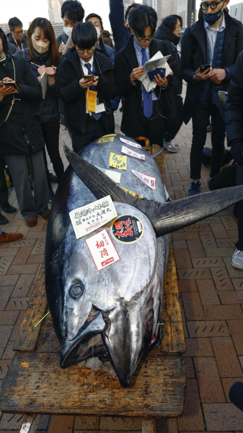 Pecah Rekor! Ikan Tuna Sirip Biru di Jepang Terjual Rp12 M