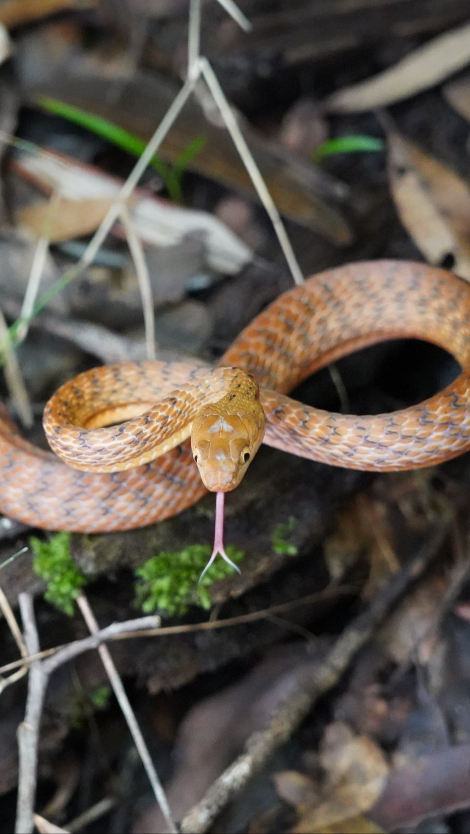 Penemuan Spesies Baru Ular yang Tiba-Tiba Muncul di Pohon, Ilmuwan Langsung Teliti