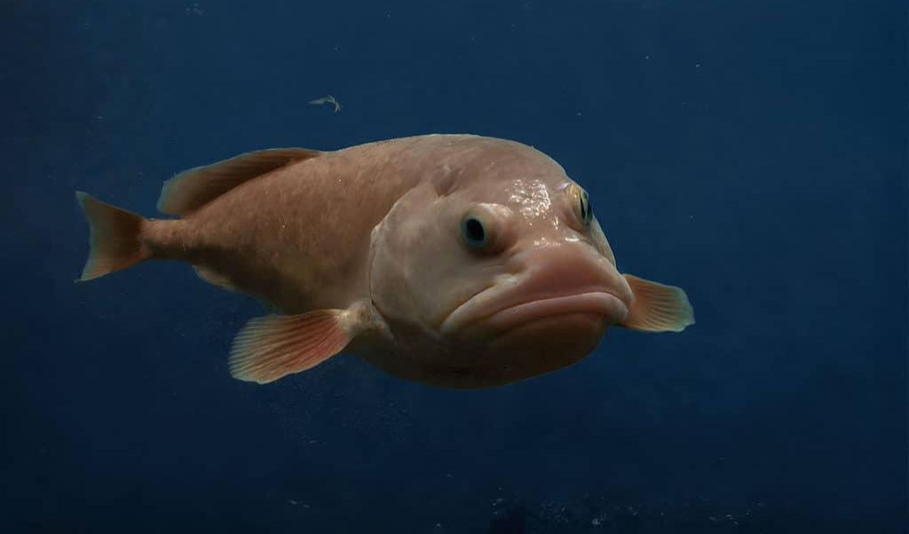 Blobfish