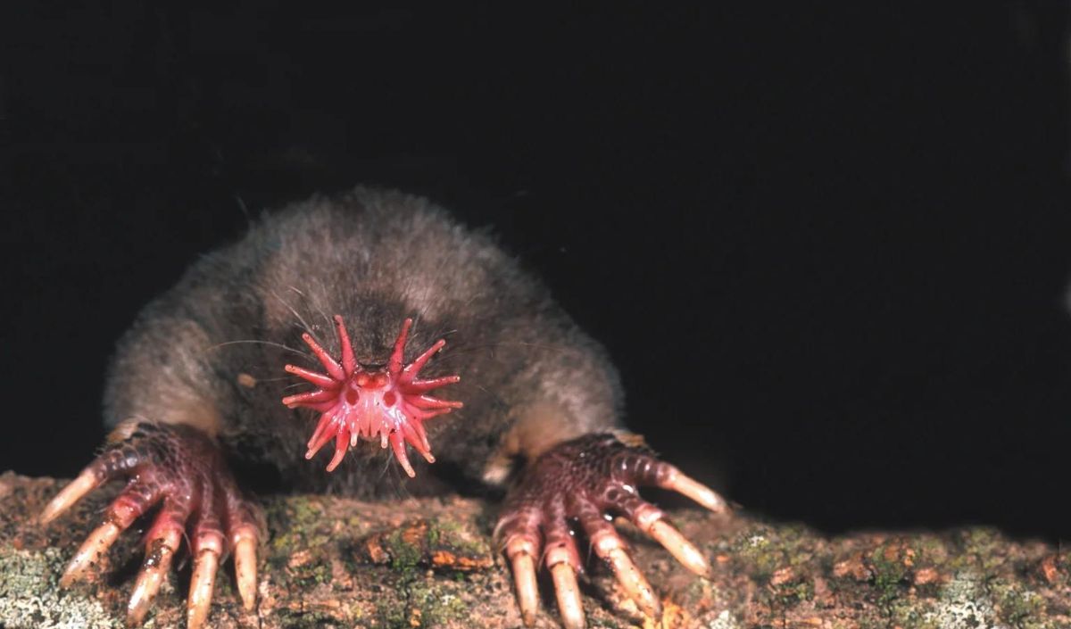 Star-Nosed Mole