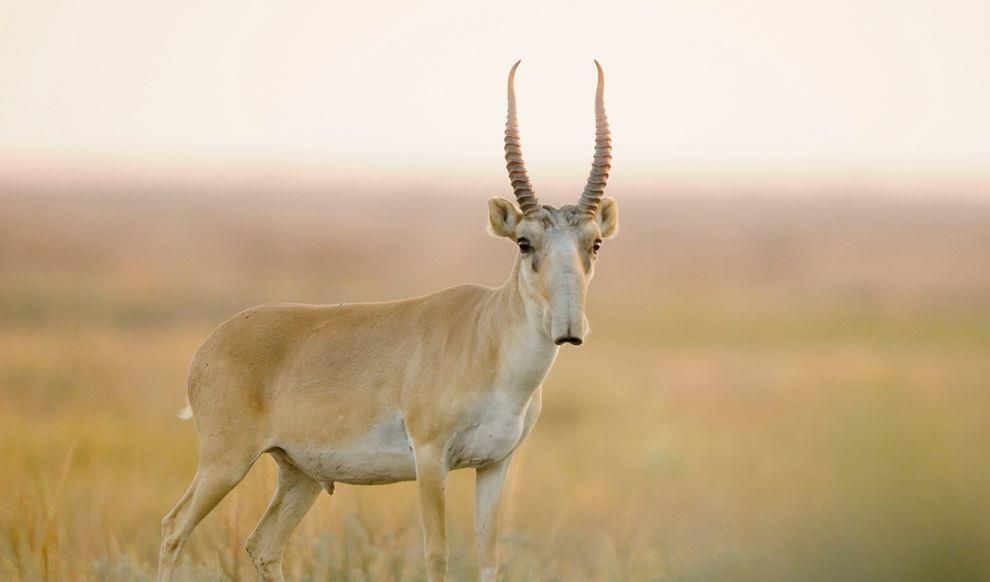 Antelop Saiga