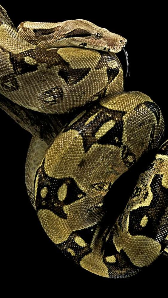 Tak Semua Bertelur, 7 Ular Ini Berkembang Biak dengan Cara Melahirkan!